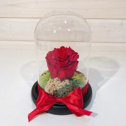 Trandafir criogenat rosu in cupola (S)